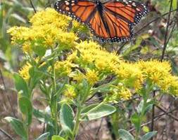 Monarch Butterfly on Stiff Goldenrod