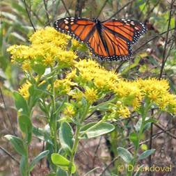 Monarch Butterfly on Stiff Goldenrod