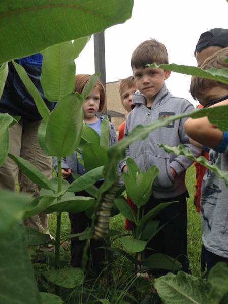 glenellynlookingforcaterpillars