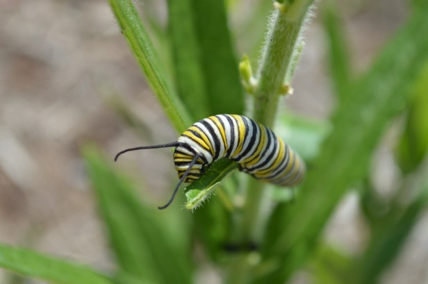 villaParkcaterpillars