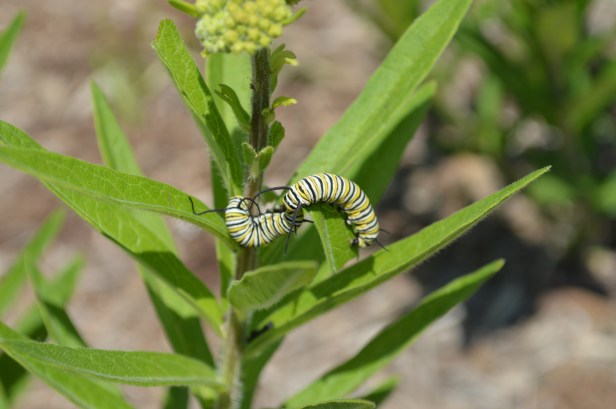 VillaParkcaterpillars2