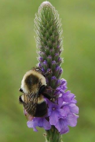 bombus_Lonnie_Morris