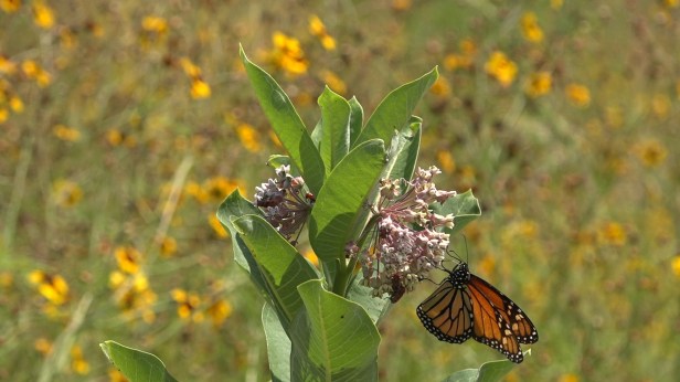 Belmont Pollinator 3