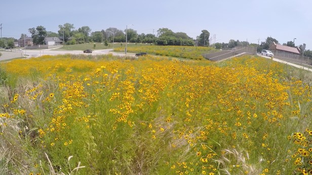 Belmont Pollinator Garden 1