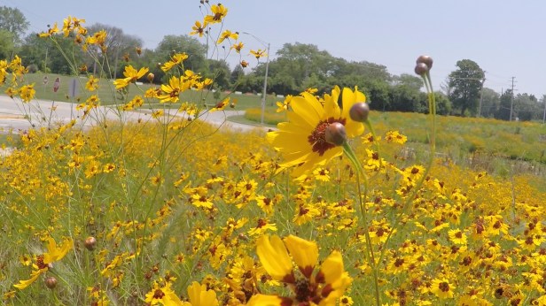 Belmont Pollinator Garden 2