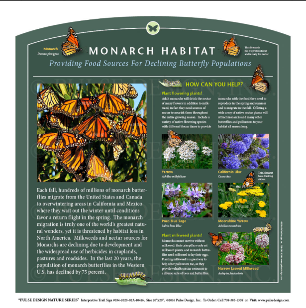 Belmont Pollinator Garden 4